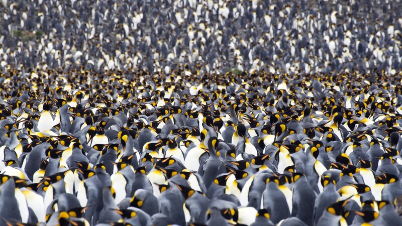 massive penguin colony