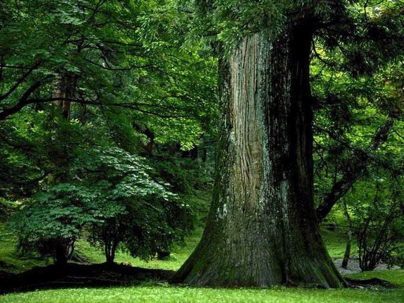 Massive Tree in Forest — Green
