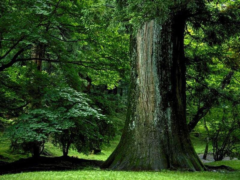 Massive Tree in Forest