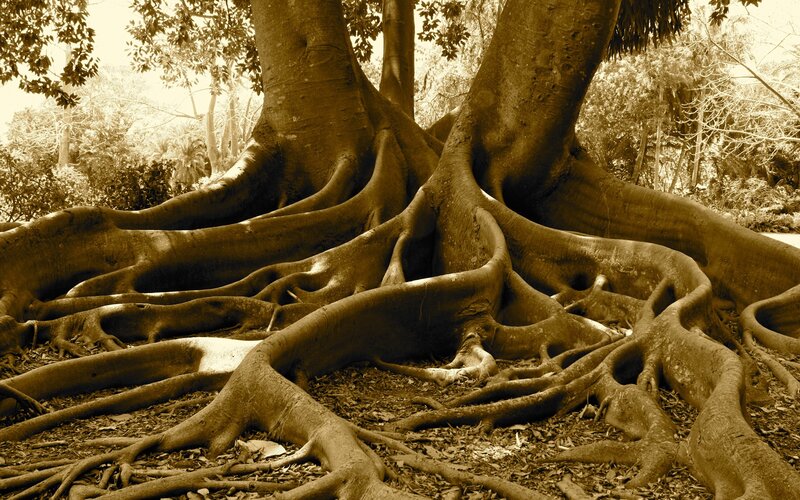 massive tree roots in forest