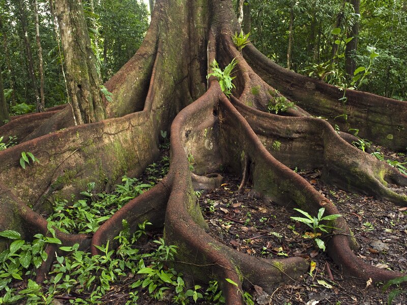 massive tree roots in rainforest