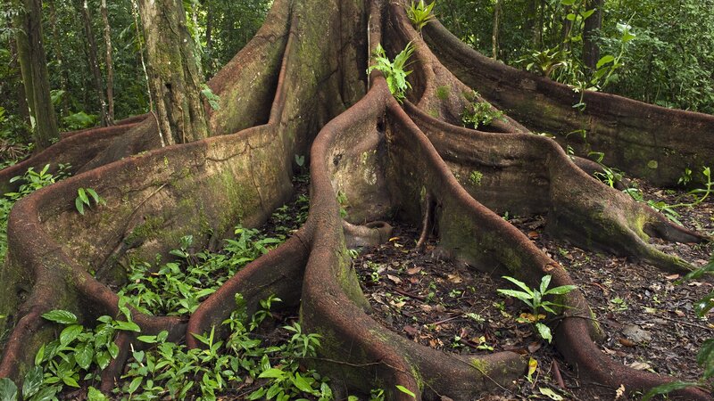 massive tree roots in rainforest