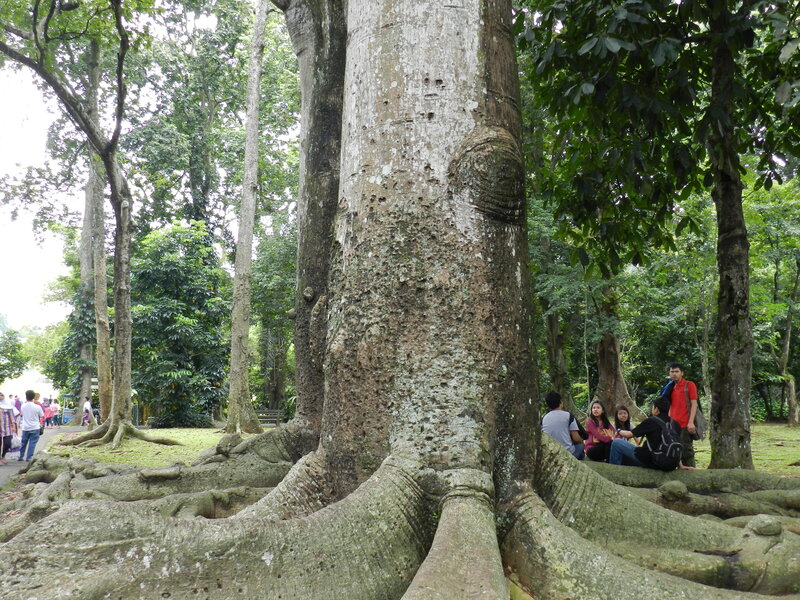 Massive Tree Trunk — Green