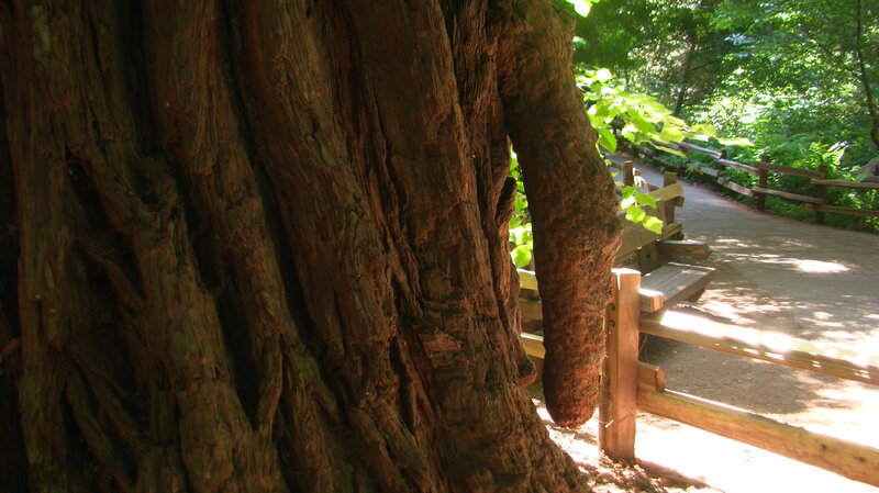 Massive Tree Trunk