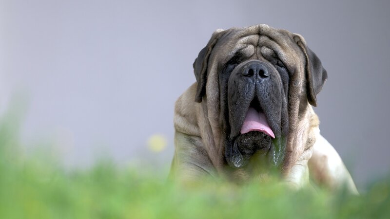 Mastiff Dog in Grass