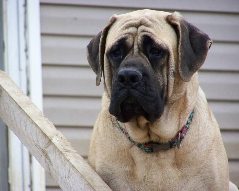 Mastiff Dog Sitting