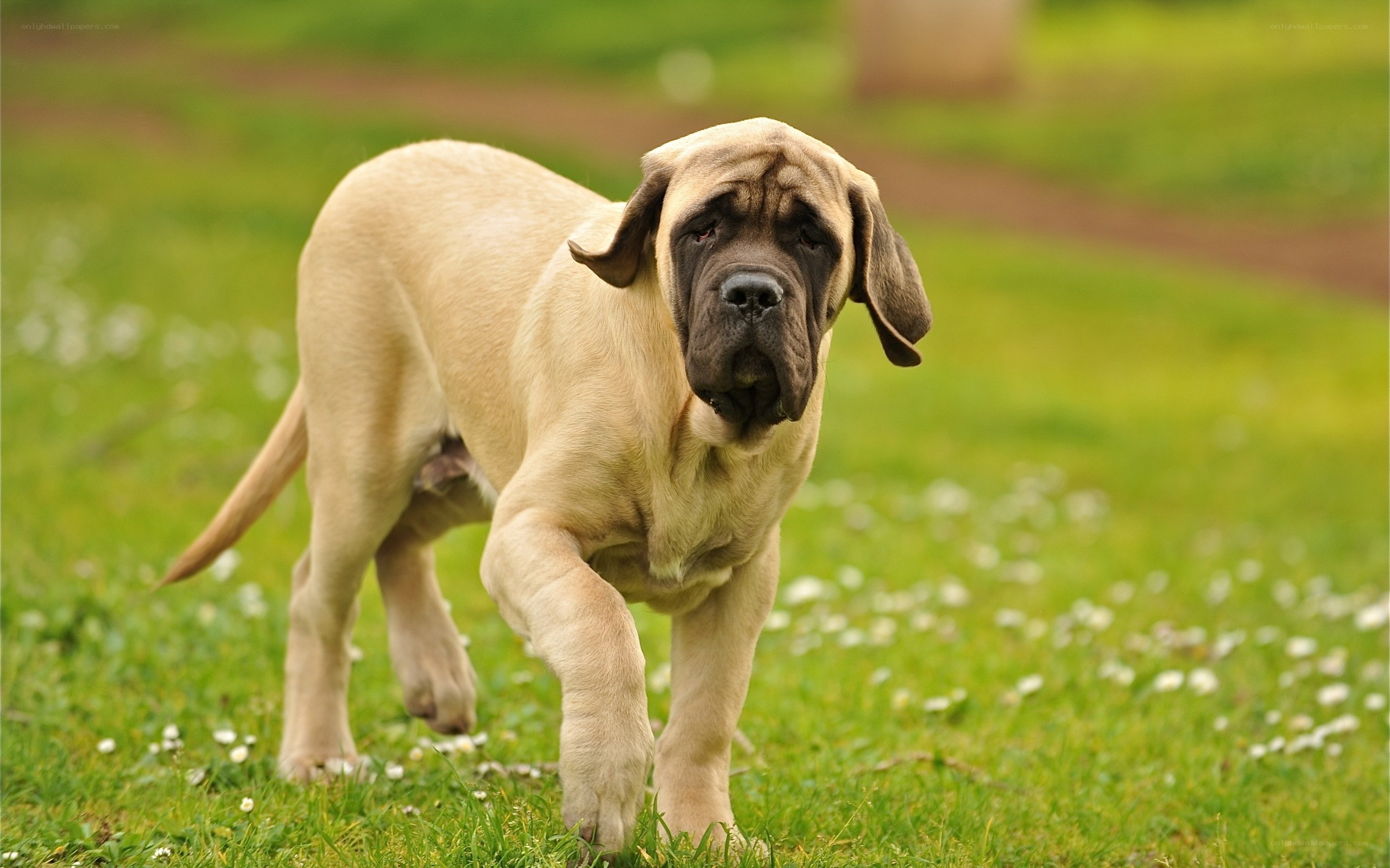 mastiff puppy in a field