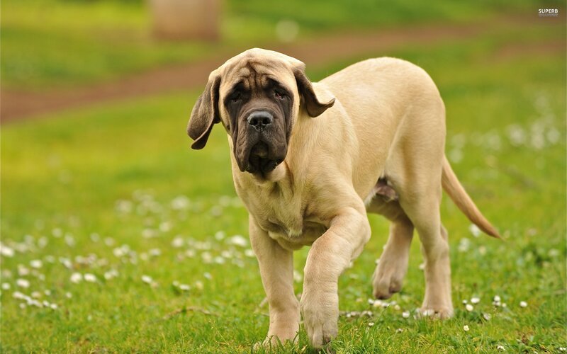 Mastiff Puppy in Grass — Green, Calm