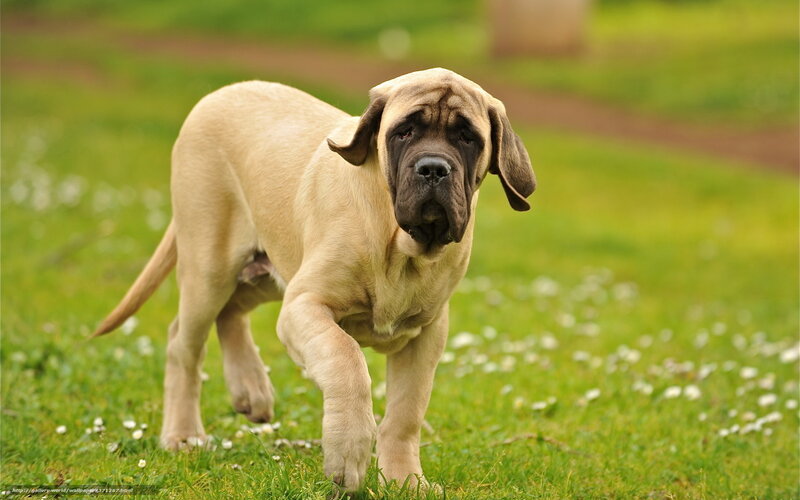 Mastiff Puppy in Grass — Green
