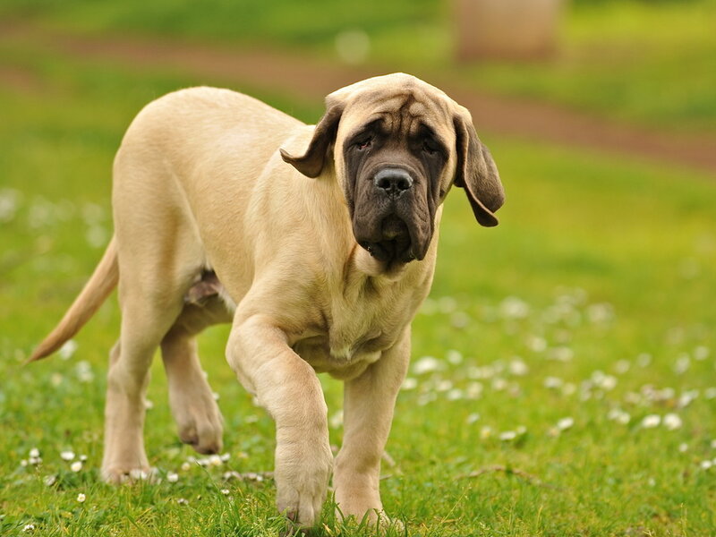 Mastiff Puppy
