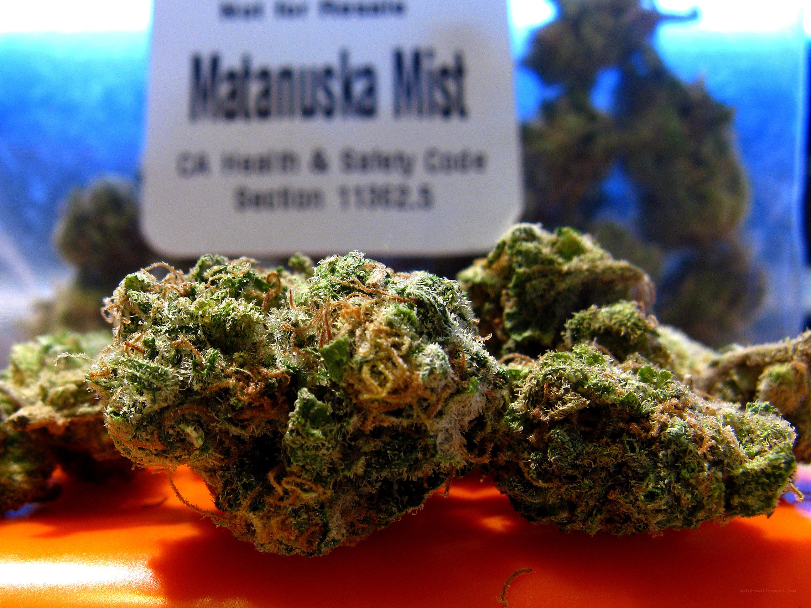 Matanuska Mist cannabis buds