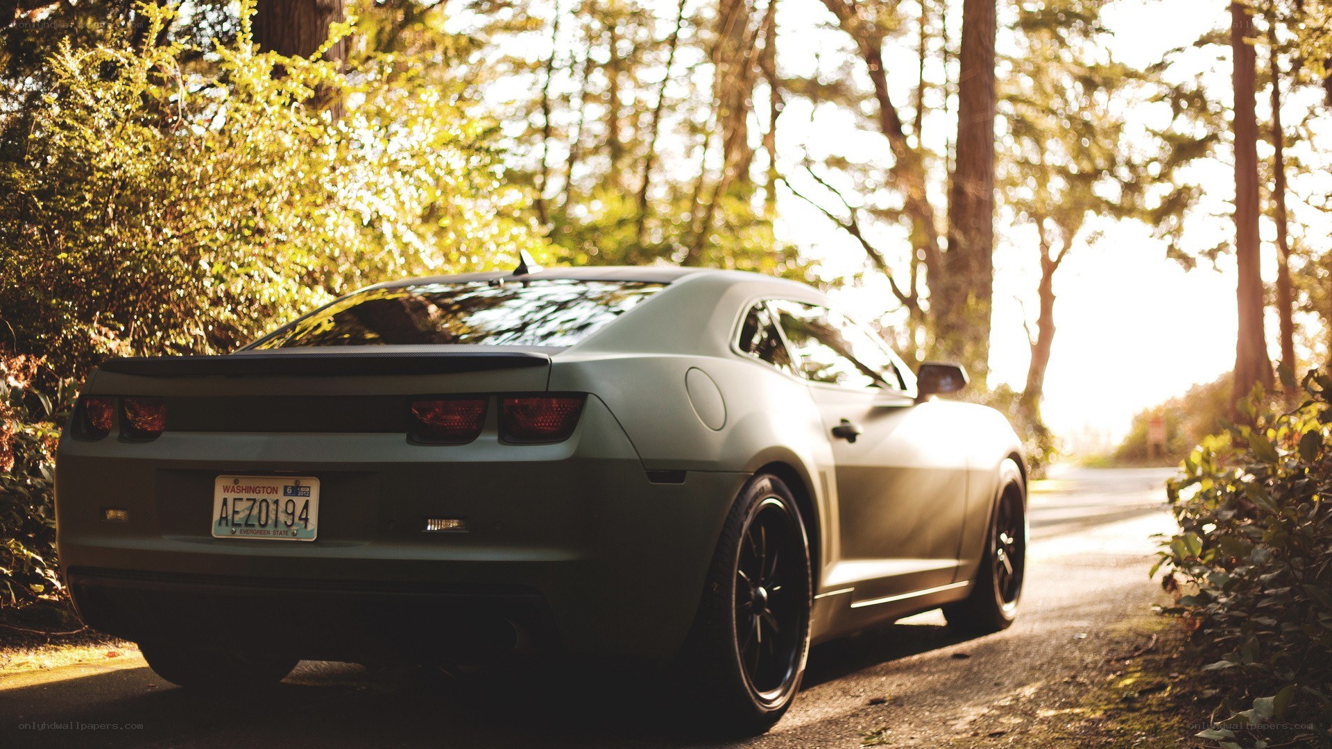 Matte gray car on forest road