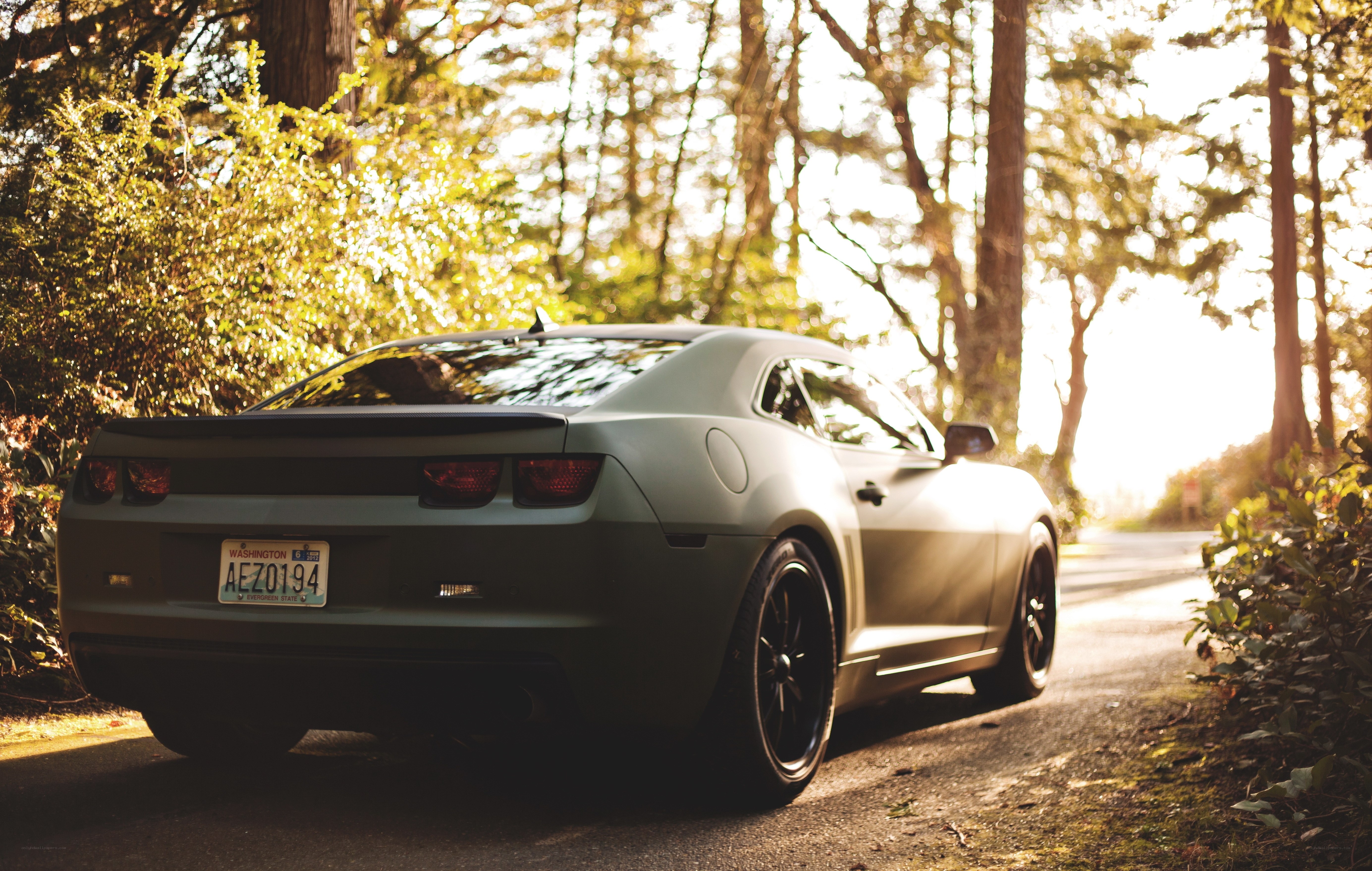 Matte gray car on forest road