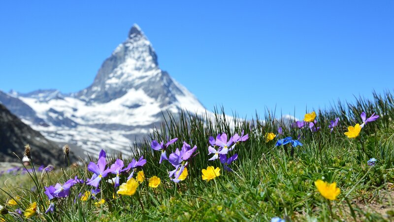 Matterhorn Mountain — Blue, Serene, Spring