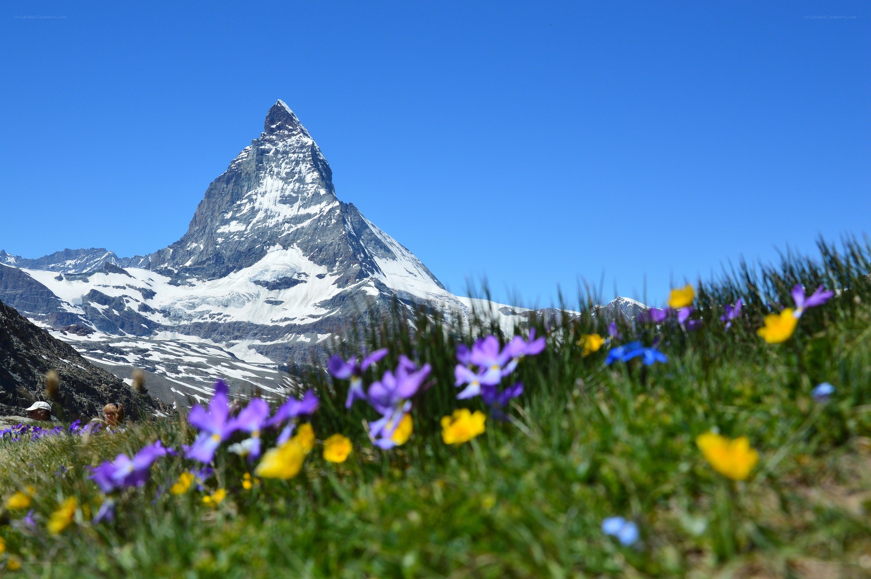 Matterhorn mountain with alpine flowers