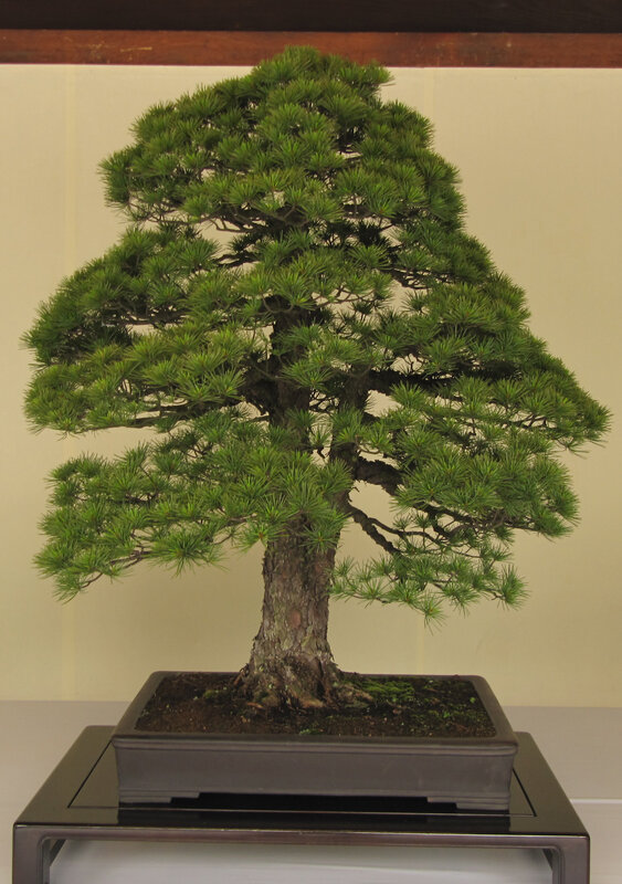 mature bonsai pine tree