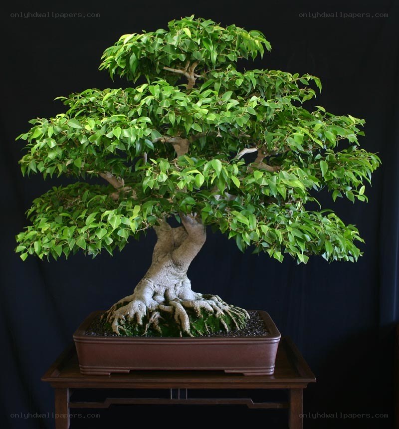 mature bonsai tree display