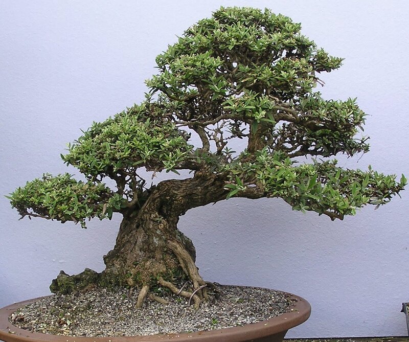 mature bonsai tree in pot