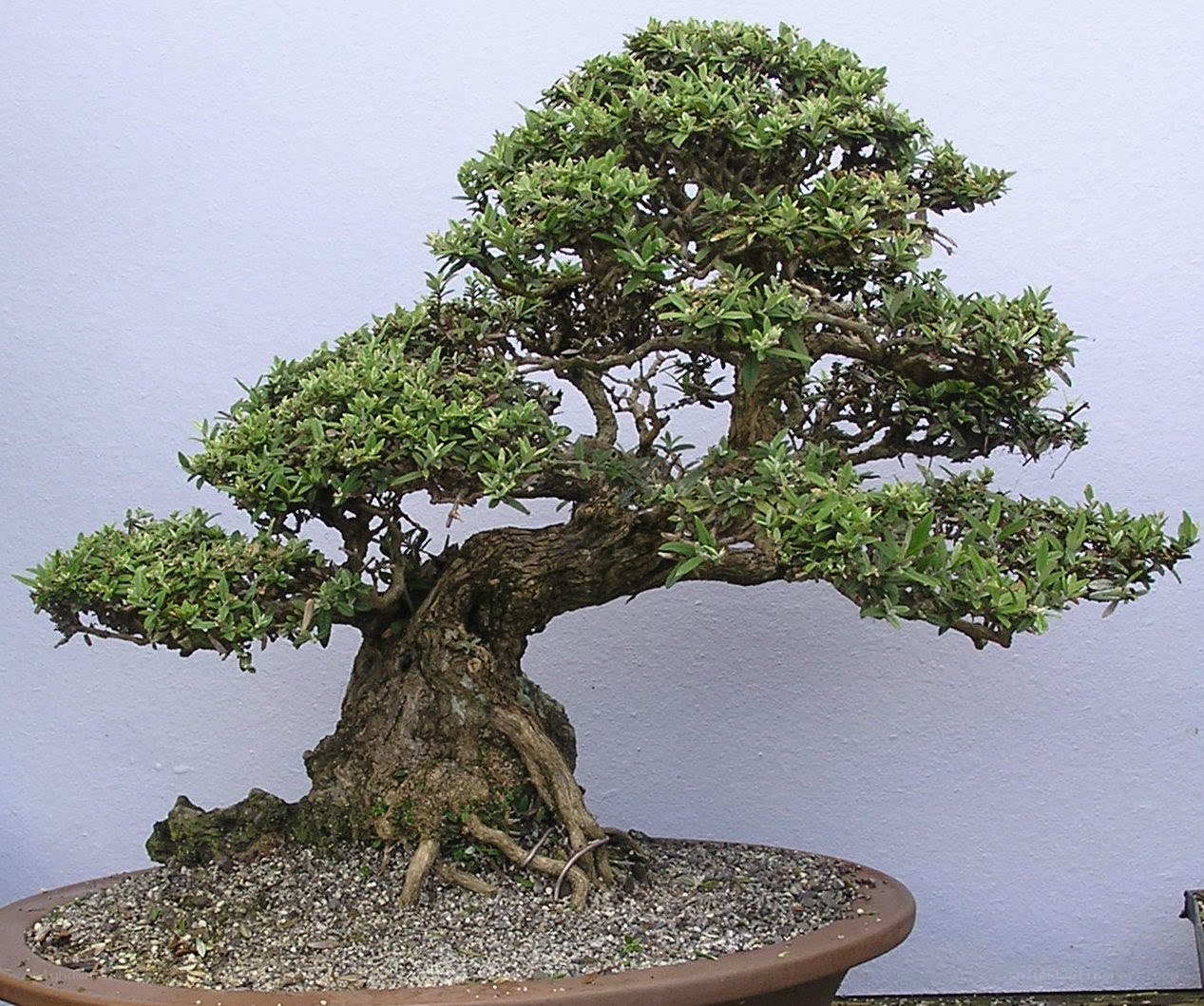 mature bonsai tree in pot
