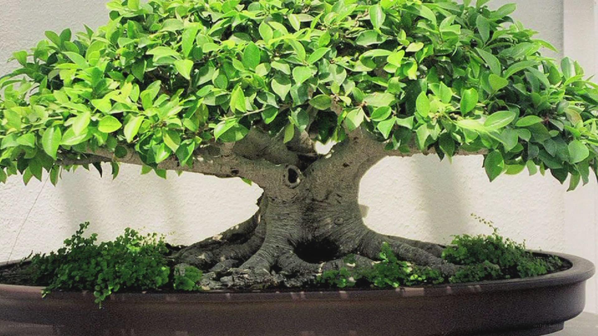 mature bonsai tree in pot