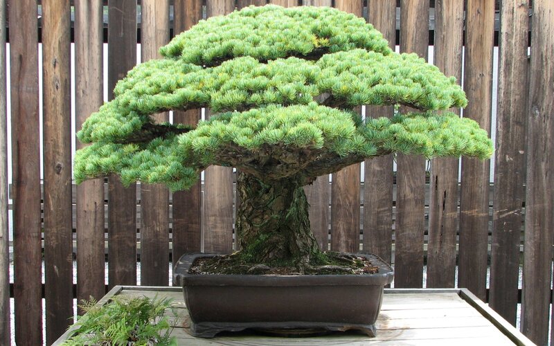 mature bonsai tree in pot