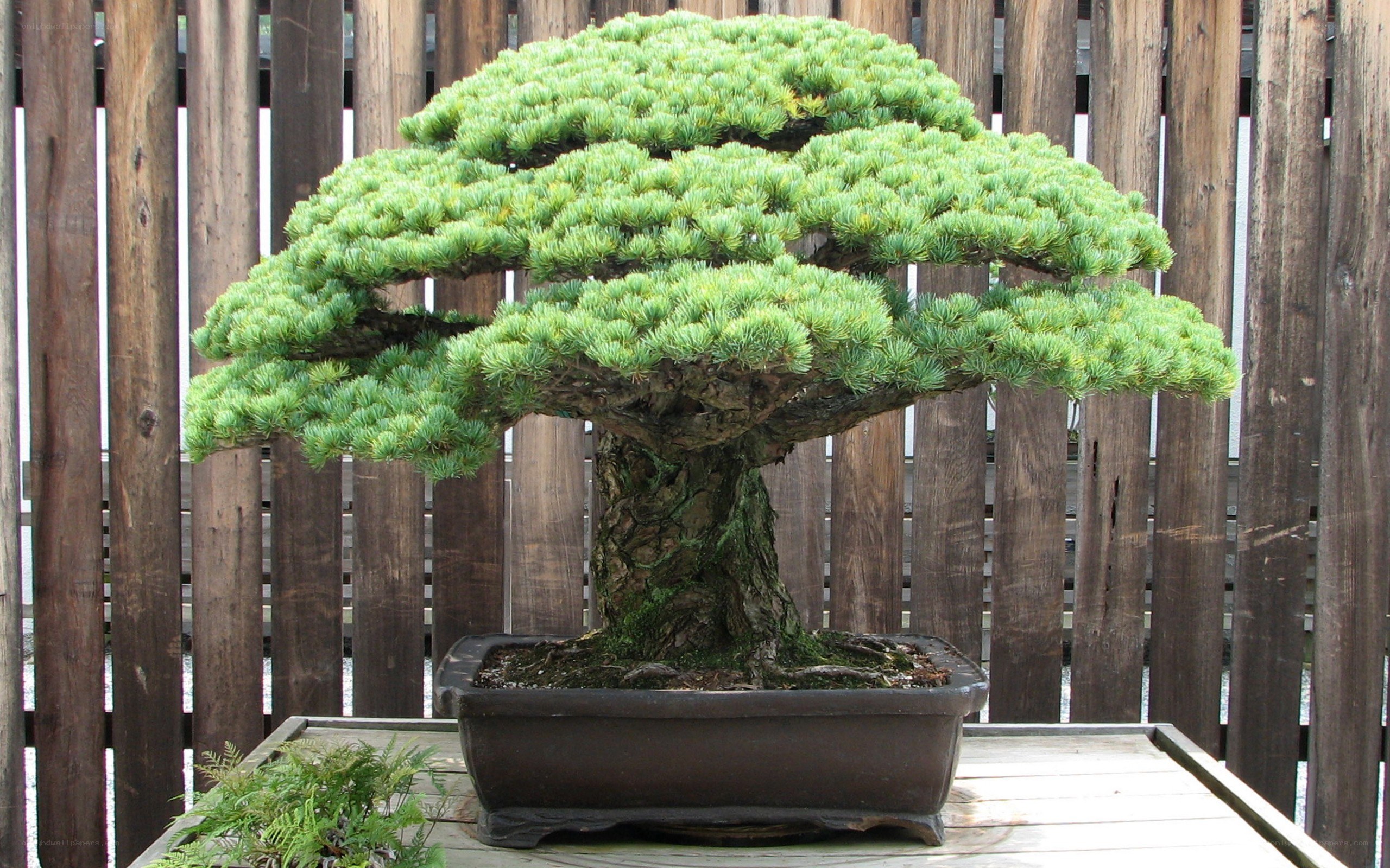 mature bonsai tree in pot