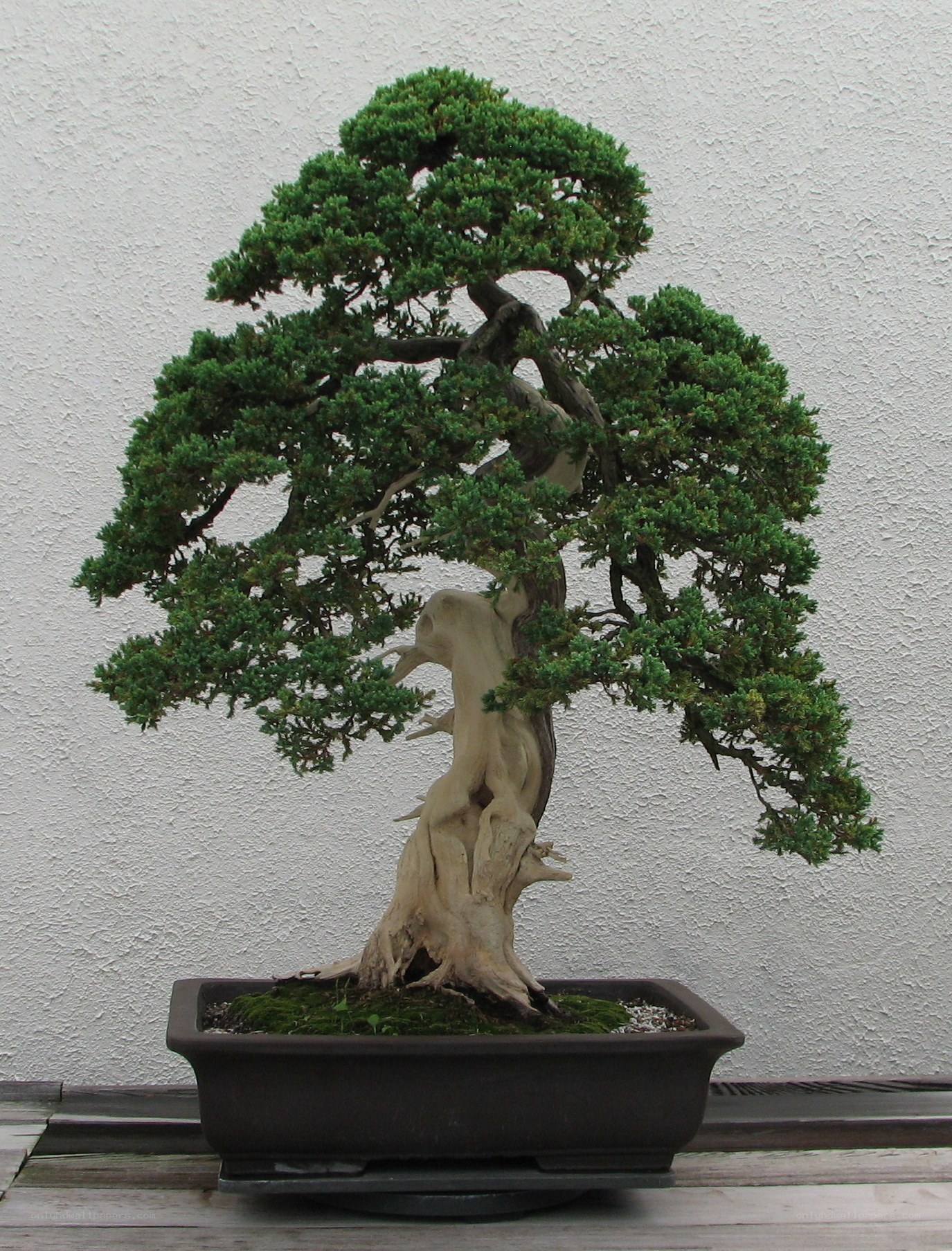 mature bonsai tree in pot