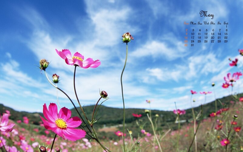 May calendar with cosmos flowers