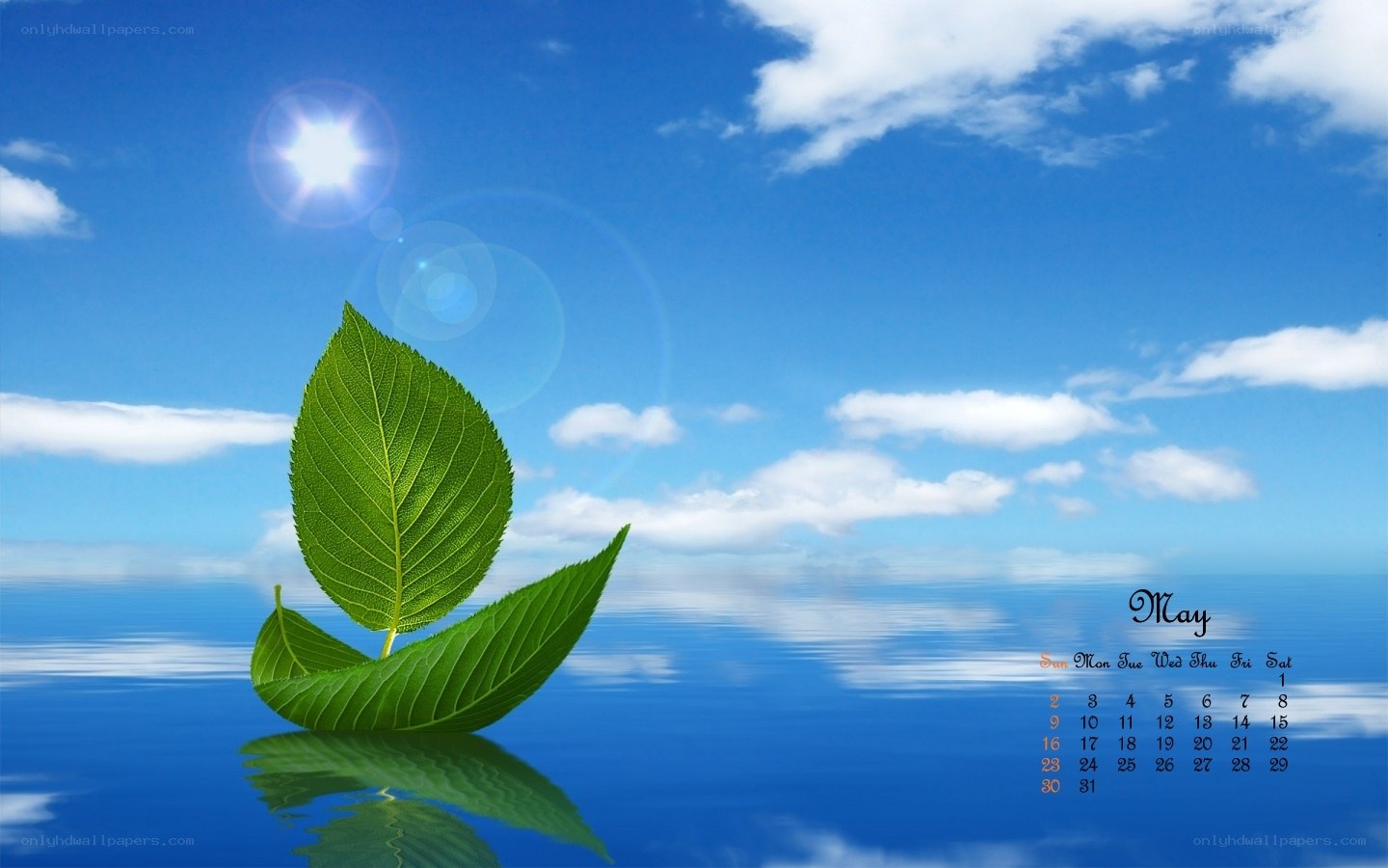 May calendar with leaf on water