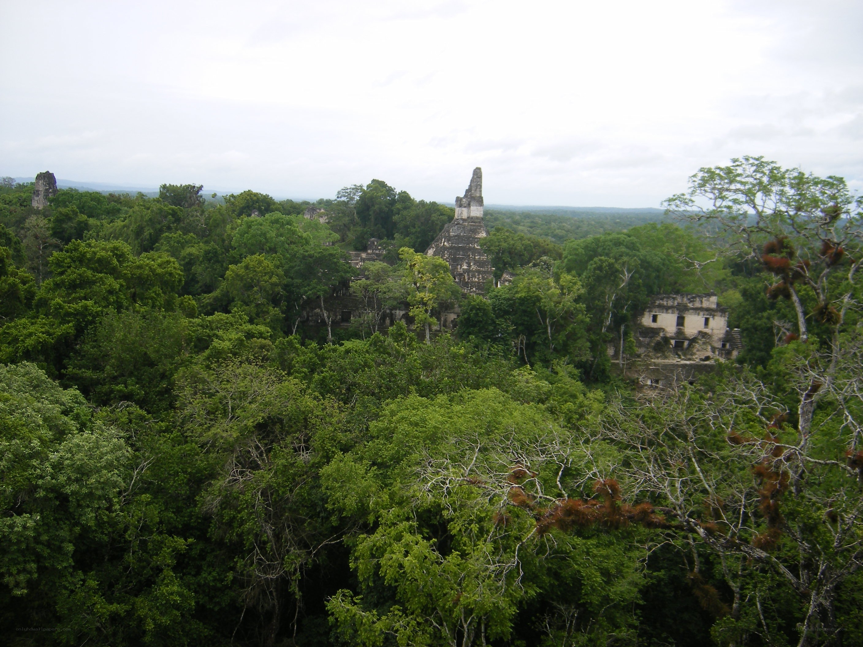 Mayan ruins in jungle