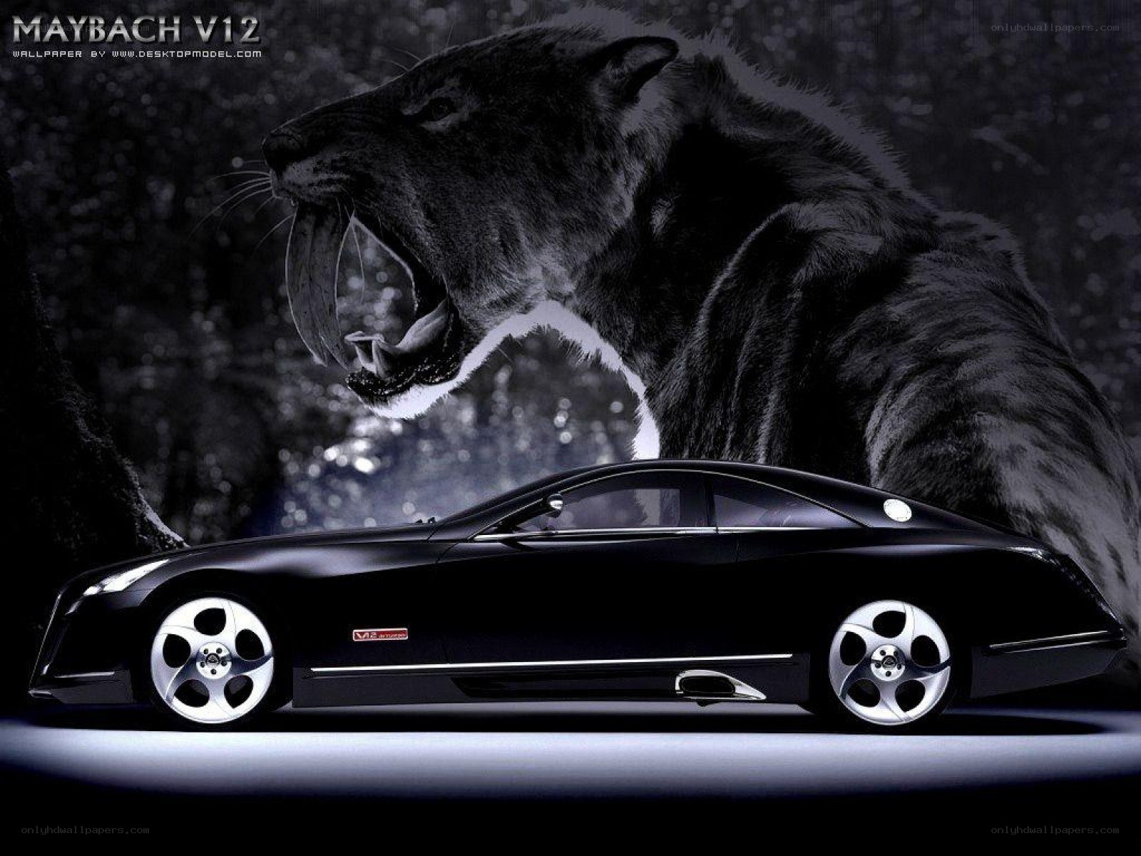Maybach V12 with saber-toothed tiger