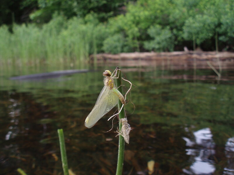 Mayfly emerging from nymph