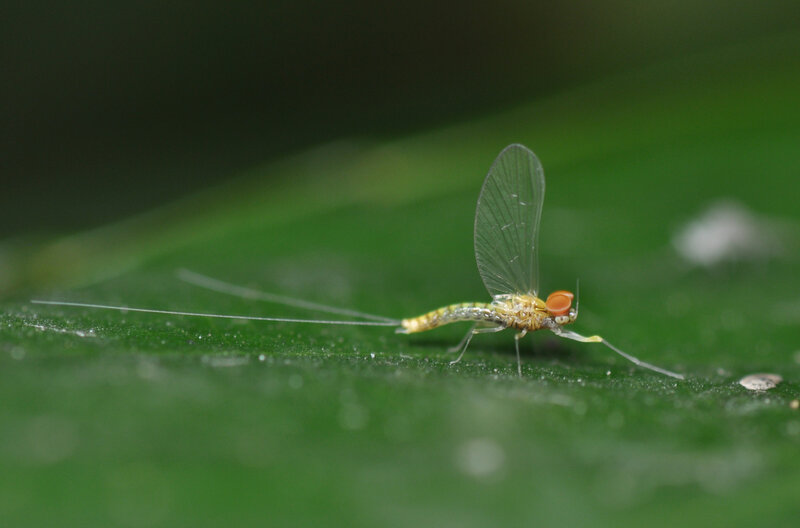 mayfly on a green leaf