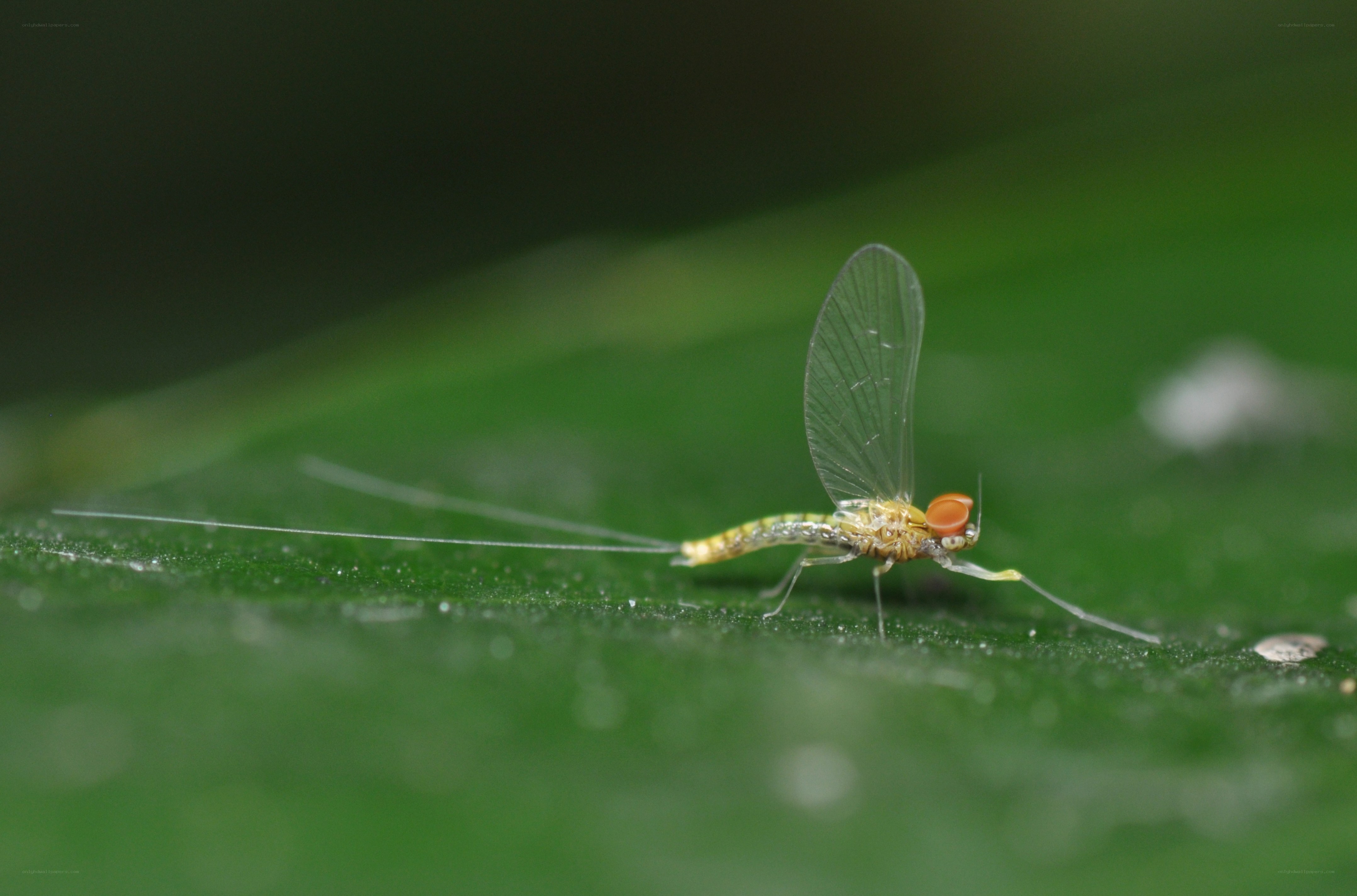 mayfly on a green leaf