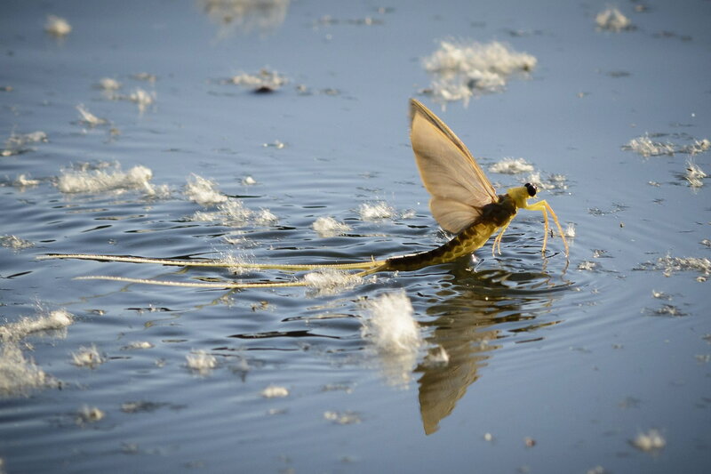 Mayfly on Water Surface
