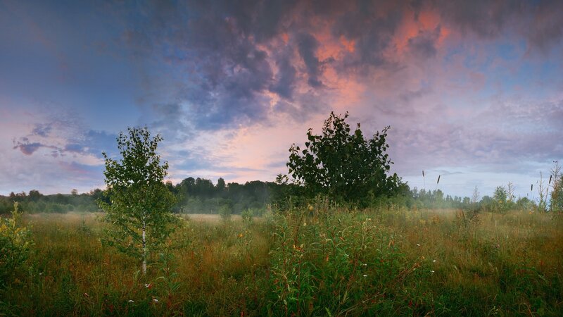 Meadow at Dawn