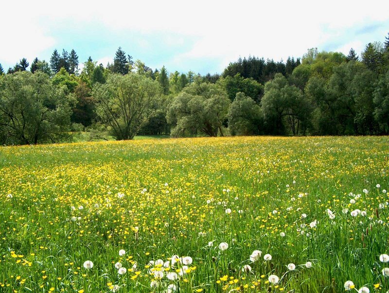 Meadow with Dandelions — Green, Serene, Summer