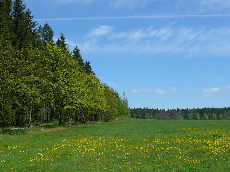 Meadow with Dandelions — Green