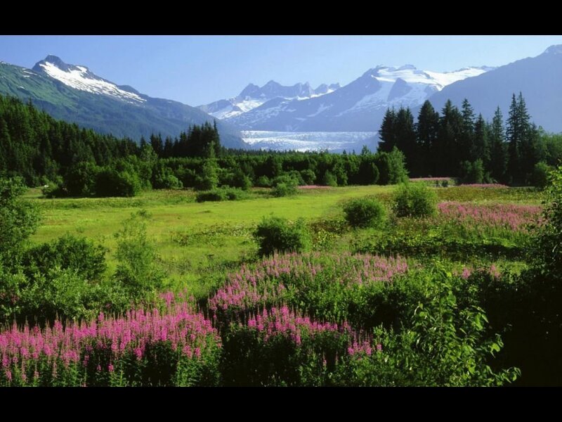 Meadow with Pink Flowers