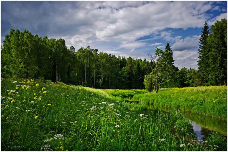 Meadow with Stream