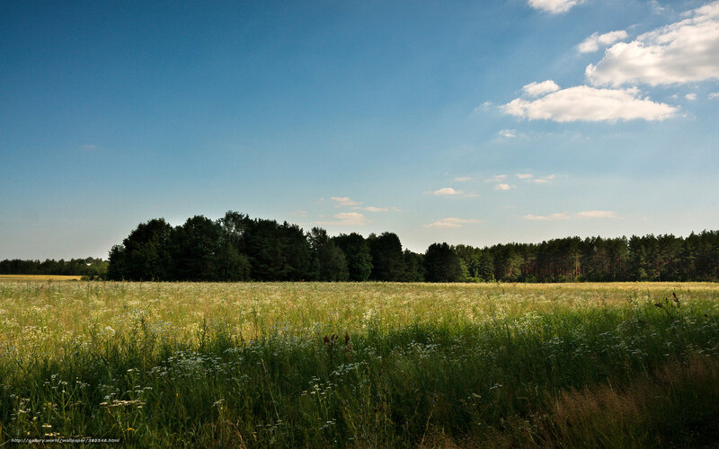 Meadow with Wildflowers — Blue