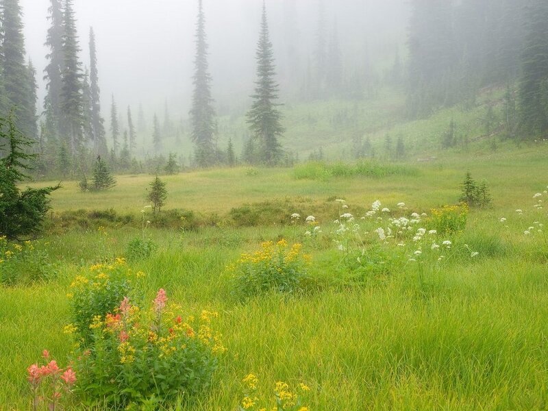 Meadow with Wildflowers — Green, Misty, Morning, Photograph