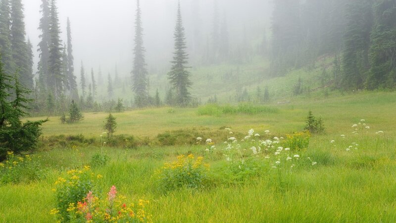 Meadow with Wildflowers — Green, Misty, Morning, Photograph, Trees, Fog, Grass, White