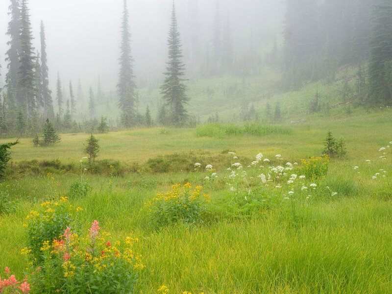 Meadow with Wildflowers — Green, Misty, Morning