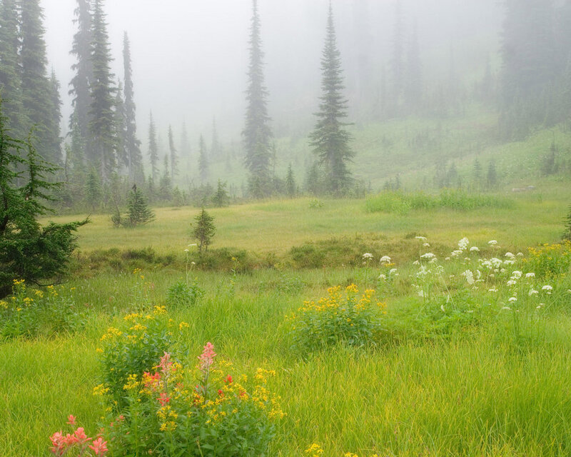 Meadow with Wildflowers — Green, Misty