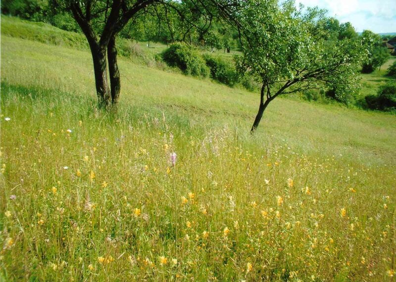 Meadow with Wildflowers — Green, Serene, Afternoon, Photograph