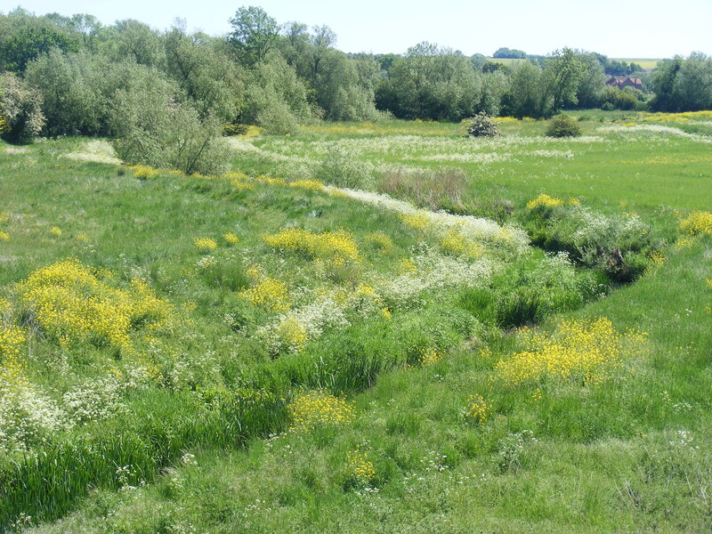 Meadow with Wildflowers — Green, Serene, Afternoon, Photograph, Trees