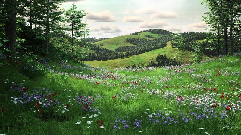 Meadow with Wildflowers — Green, Serene, Afternoon