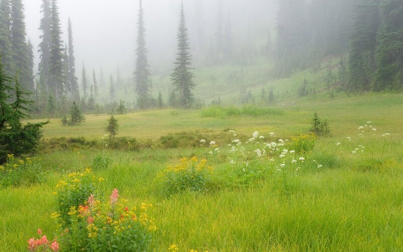 Meadow with Wildflowers — Green, Serene, Morning