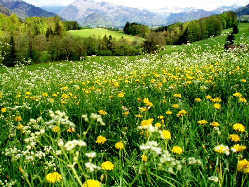 Meadow with Wildflowers — Green, Serene, Spring